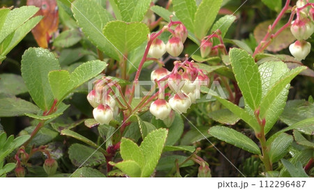 クロマメノキの花 クロマメノキの花 112296487