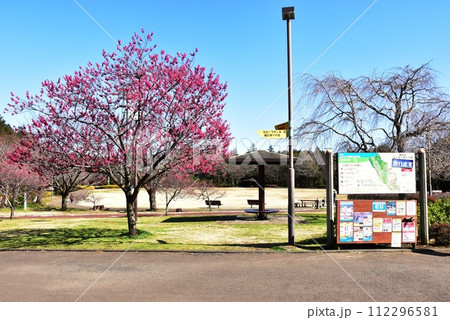 神奈川県 県立おだわら諏訪の原公園の多目的広場と寒緋桜 神奈川県 県立おだわら諏訪の原公園の多目的広場と寒緋桜 112296581