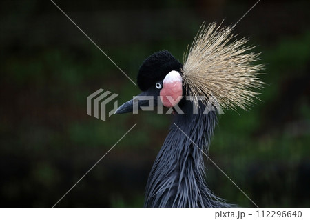 ホオジロカンムリヅルの横顔 112296640
