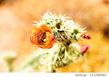 Cholla cactus, Sonora Desert, Mid Spring in blossom 112296993