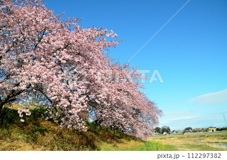 埼玉県深谷市榛の森（はんのもり）公園の美しい河津桜 112297382