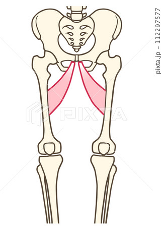 長内転筋 長内転筋 112297577