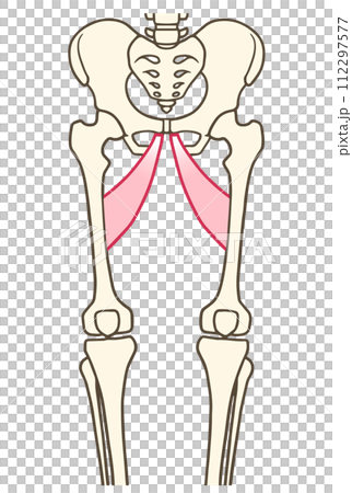長内転筋 長内転筋 112297577