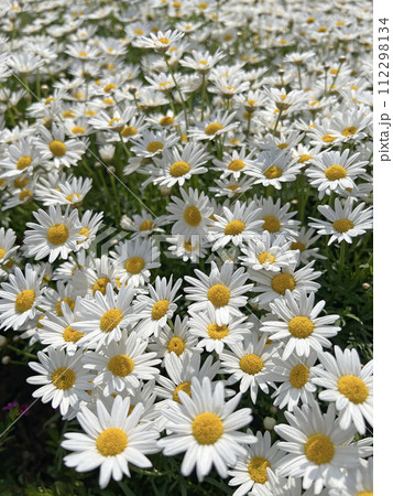 花 フラワー お花 112298134