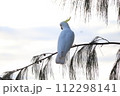 野生のキバタンが木にとまっている 112298141