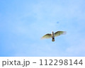 野生のキバタンが飛んでいる 112298144