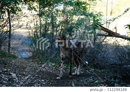 チーター 112298189