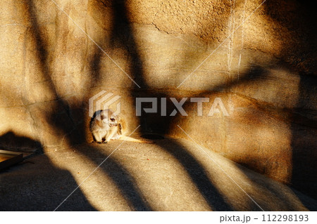 ミーアキャット ミーアキャット 112298193