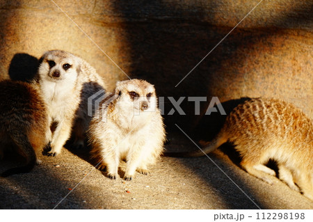 ミーアキャット ミーアキャット 112298198