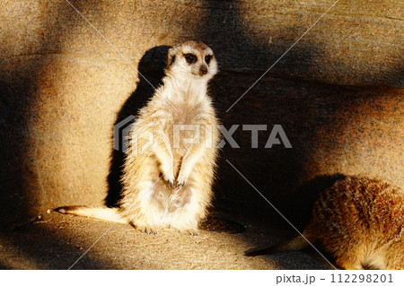 ミーアキャット 112298201