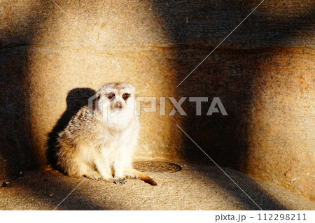 ミーアキャット ミーアキャット 112298211