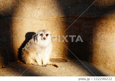 ミーアキャット 112298212