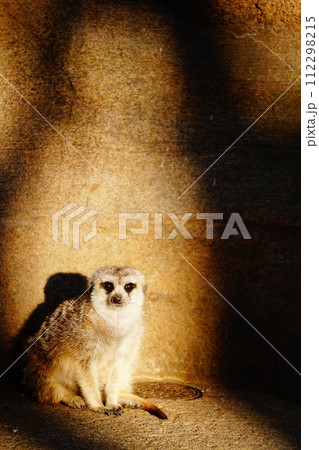 ミーアキャット 112298215