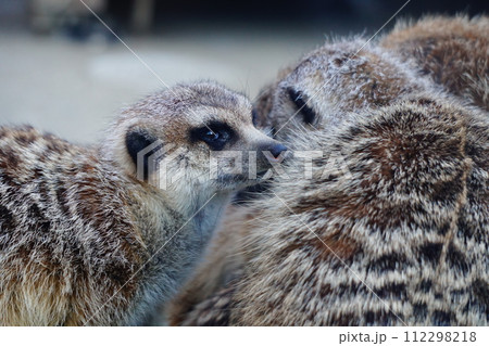 ミーアキャット ミーアキャット 112298218