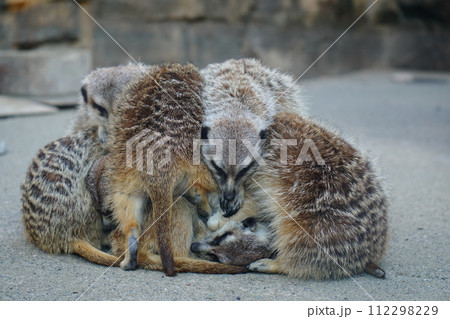 ミーアキャット ミーアキャット 112298229