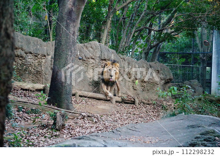 ライオン ライオン 112298232