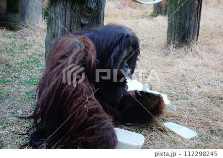 オランウータン 112298245