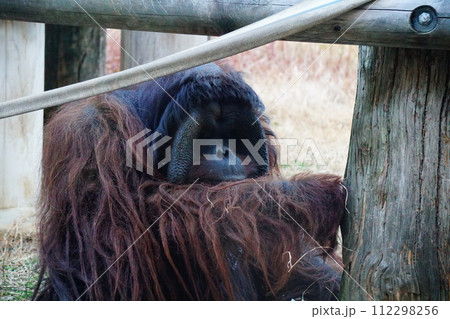 オランウータン 112298256