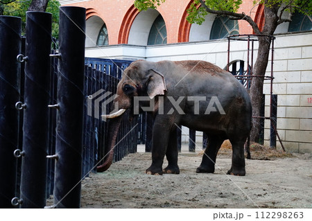 インドゾウ 112298263