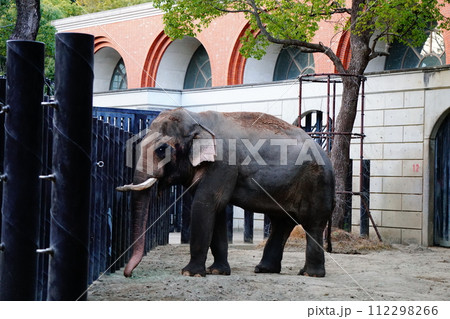 インドゾウ 112298266