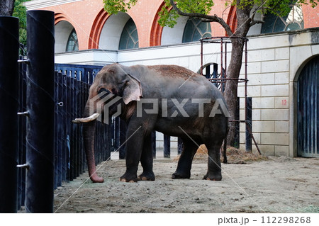 インドゾウ インドゾウ 112298268