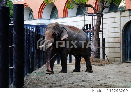 インドゾウ 112298269