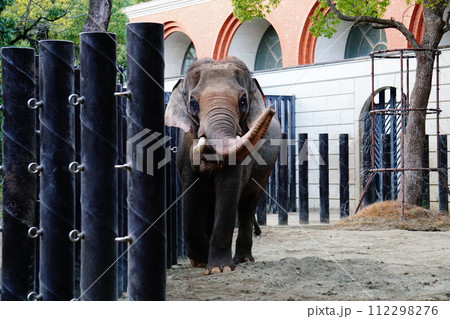インドゾウ 112298276