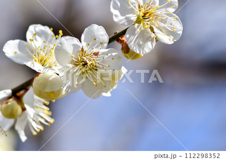 早春の梅 112298352