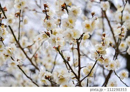 早春の梅 112298353