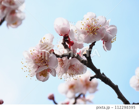 春の訪れを告げる紅梅の花 春の訪れを告げる紅梅の花 112298395