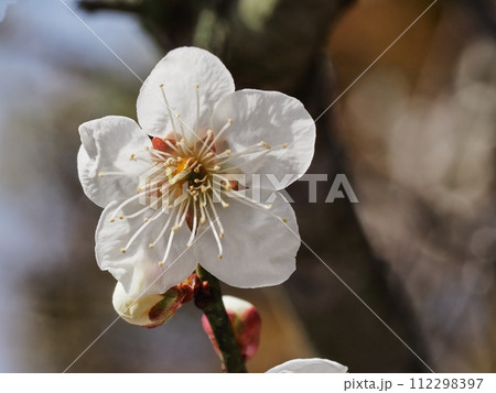 春の訪れを告げる紅梅の花 112298397