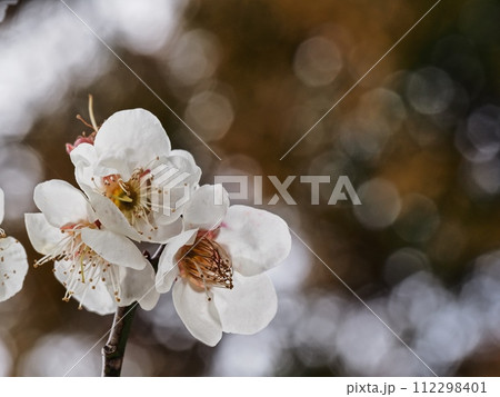 春の訪れを告げる紅梅の花 112298401