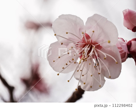 春の訪れを告げる紅梅の花 112298402