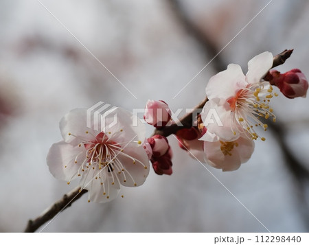 春の訪れを告げる紅梅の花 112298440