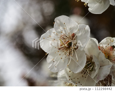 春の訪れを告げる梅の花 春の訪れを告げる梅の花 112298442