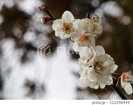 春の訪れを告げる梅の花 春の訪れを告げる梅の花 112298444