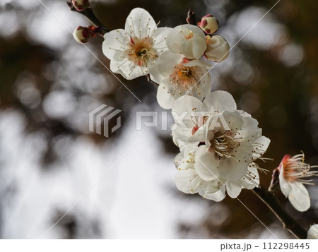 春の訪れを告げる梅の花 112298445