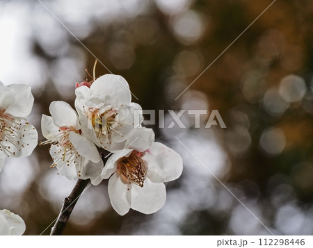 春の訪れを告げる梅の花 112298446