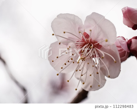 春の訪れを告げる紅梅の花 112298483