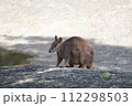 野生のロックワラビー 112298503