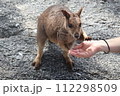 野生のロックワラビーへ餌付け 112298509