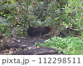 野生のヤブツカツクリ 112298511