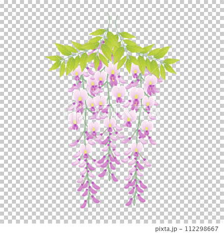 紫の藤の花 112298667