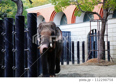 インドゾウ 112298758