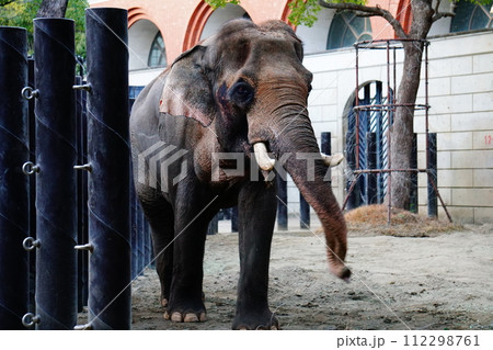 インドゾウ 112298761