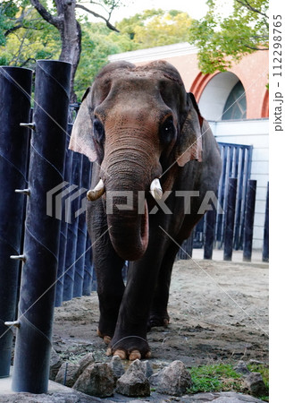 インドゾウ インドゾウ 112298765