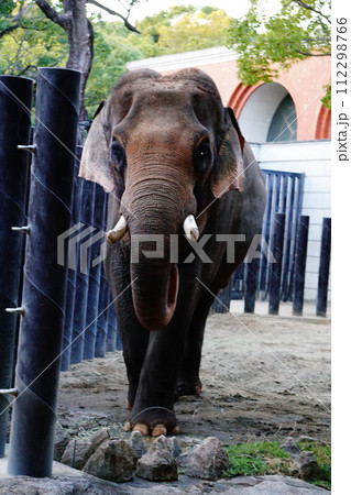 インドゾウ 112298766