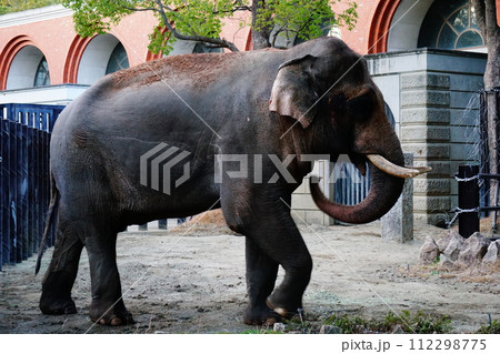 インドゾウ インドゾウ 112298775