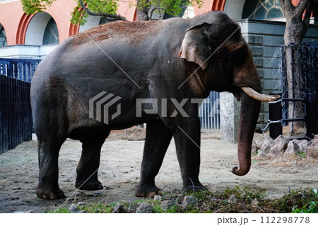 インドゾウ 112298778