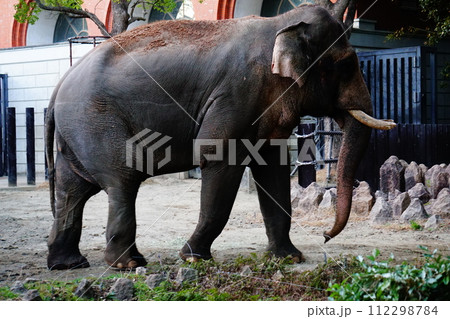 インドゾウ インドゾウ 112298784